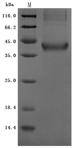 SDS-PAGE