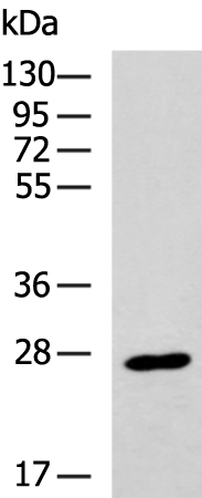 Валидация AssayVector ARM1882(2551)