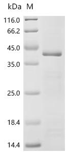 SDS-PAGE