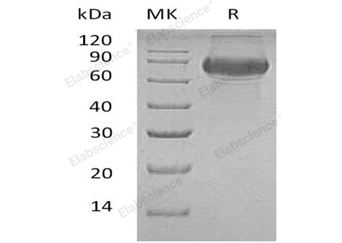 Валидация Elabscience PKSH032206(2724)
