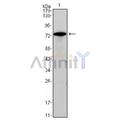 Валидация Affinity BF0568 - 5298