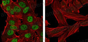 Валидация IF - AntibodySystem RHJ58301