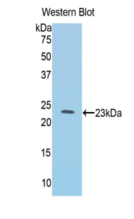 48996
