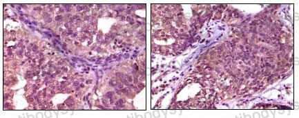 Валидация AntibodySystem RHD47001