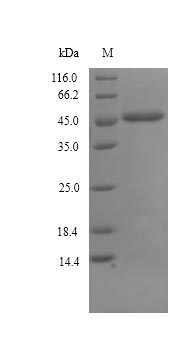 SDS-PAGE