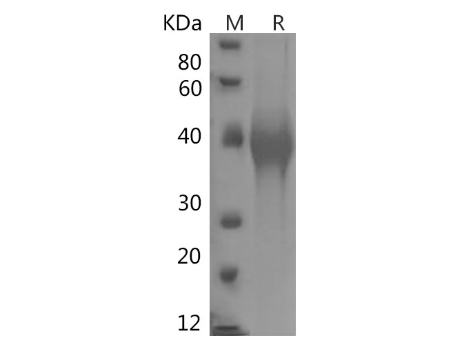 Валидация Elabscience PDMH100357(966)