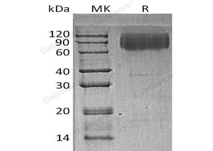 Валидация Elabscience PKSH032684(3116)