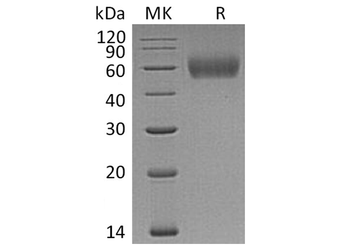 Валидация Elabscience PKSH033449(3770)