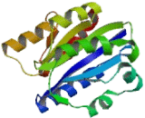 Integrin Alpha M (ITGaM) Integrin Alpha M (ITGaM)