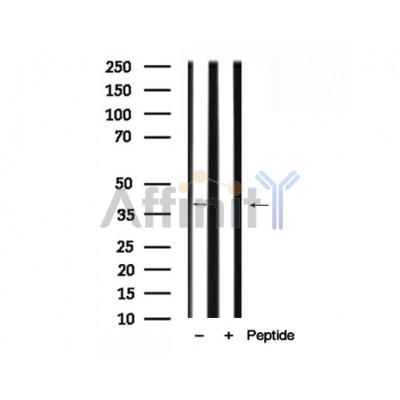 Валидация Affinity AF7806 - 4526