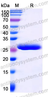 EHD14501, SDS-PAGE