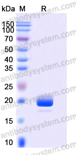AHD85404, SDS-PAGE