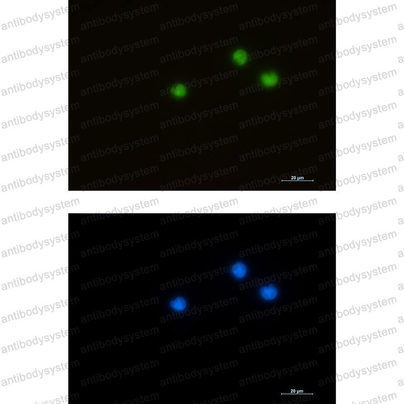 Валидация IF - AntibodySystem RHG58201