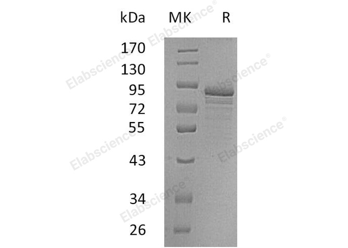 Валидация Elabscience PKSH033013(3394)