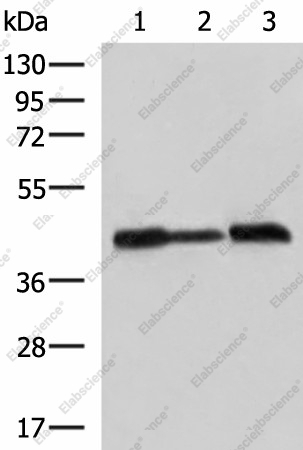 Вестерн-блоттинг, PDHA1, клетки A549, HeLa и HepG2