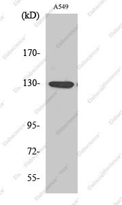 Вестерн-блоттинг, Phospho-JAK1 (Tyr1022), клетки A549