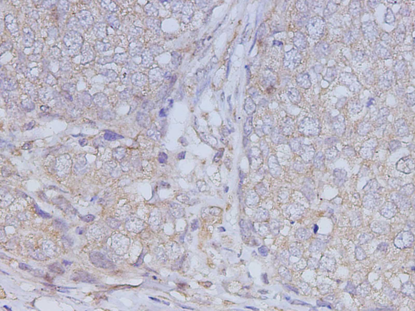 Валидация Elabscience D-AB-10466L