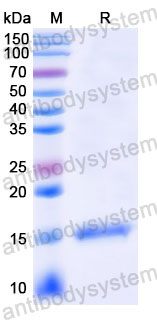 Валидация SDS-PAGE - AntibodySystem RHD82101