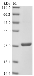 SDS-PAGE