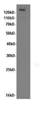 Валидация Elabscience E-AB-40055