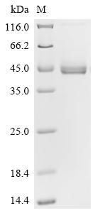 SDS-PAGE