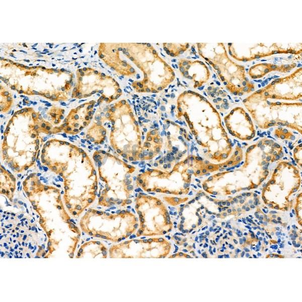 Валидация Affinity DF6060 - 17272