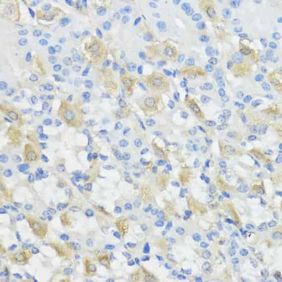 Валидация Elabscience E-AB-66645