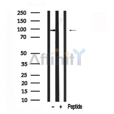Валидация Affinity AF7585 - 4251