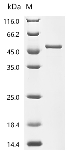 SDS-PAGE