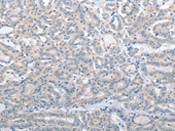 Валидация Elabscience E-AB-53200