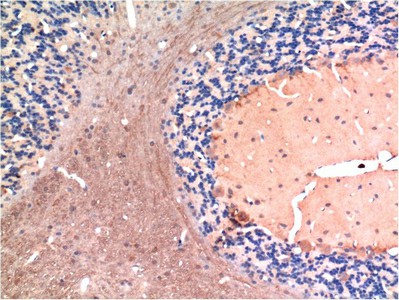 Валидация Elabscience E-AB-22214