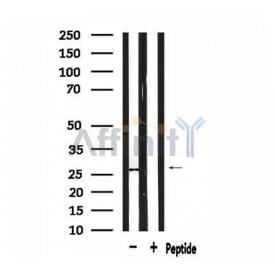 Валидация Affinity DF3133 - 13917