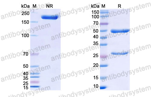 Валидация SDS-PAGE - AntibodySystem DHB54001