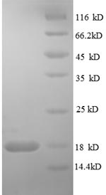 SDS-PAGE