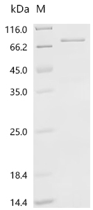 SDS-PAGE