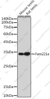 Вестерн-блоттинг, Fam221a, различные клеточные линии