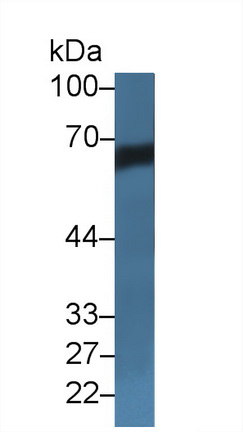 12343