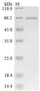 SDS-PAGE
