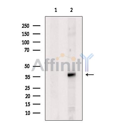 Валидация Affinity DF2765 - 13503