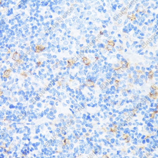 Иммуногистохимия, CD11A, ткань селезенки крысы