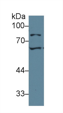 13590