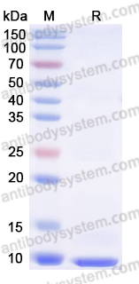 YHF92902, SDS-PAGE
