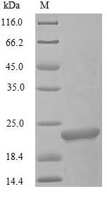 SDS-PAGE