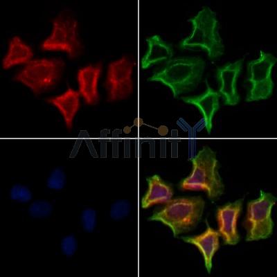 Валидация Affinity DF12273 - 6613