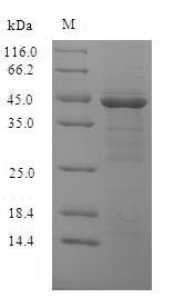 SDS-PAGE