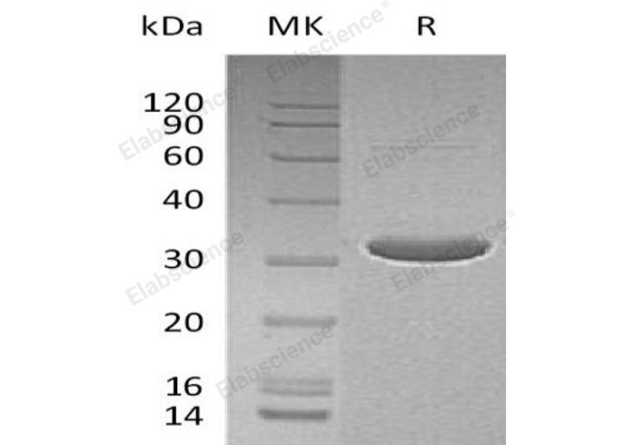 Валидация Elabscience PKSH032348(2838)