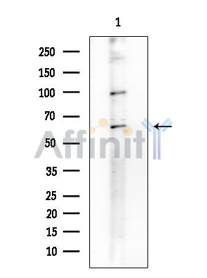 Валидация Affinity AF6664 - 3937