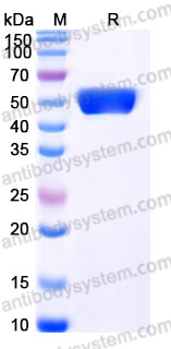 EHK16102, SDS-PAGE