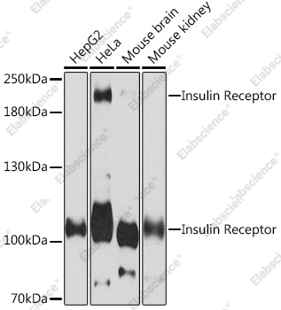 Вестерн-блоттинг, Insulin Receptor, различные клеточные линии
