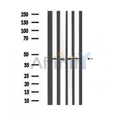 Валидация Affinity AF5332 - 2907